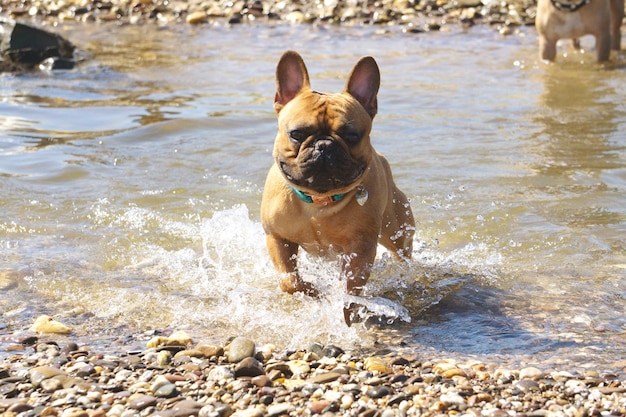 写真 ビーチで走っている犬