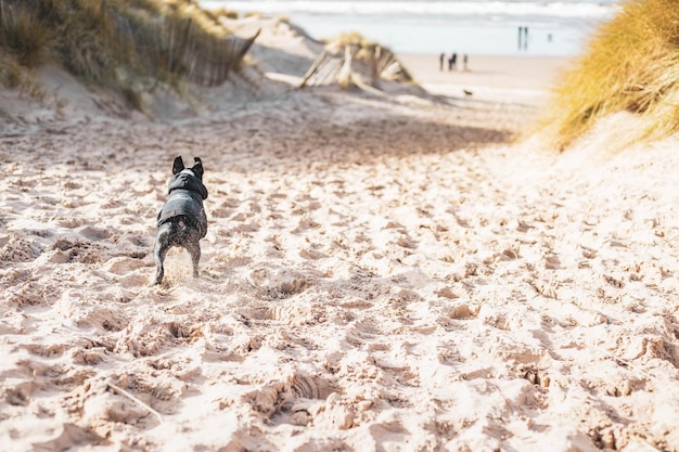 写真 ビーチで走っている犬