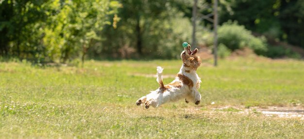 写真 野原で走っている犬