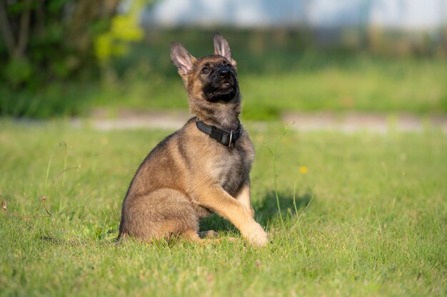 写真 野原で走っている犬