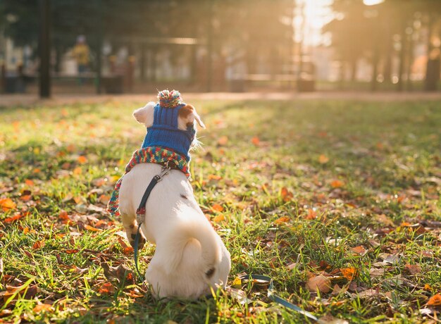 写真 野原で走っている犬