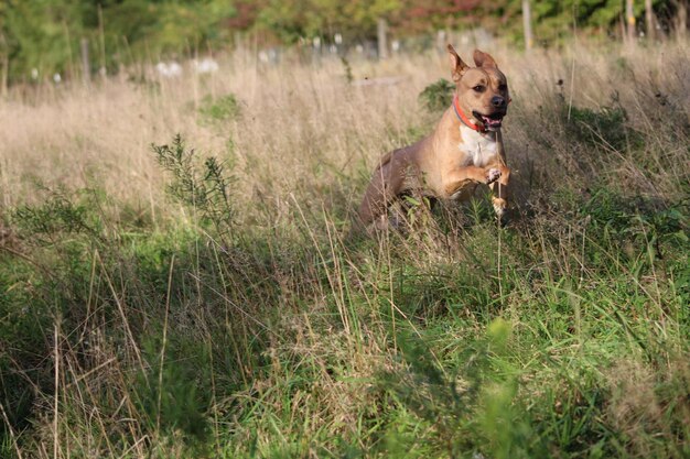 写真 野原で走っている犬