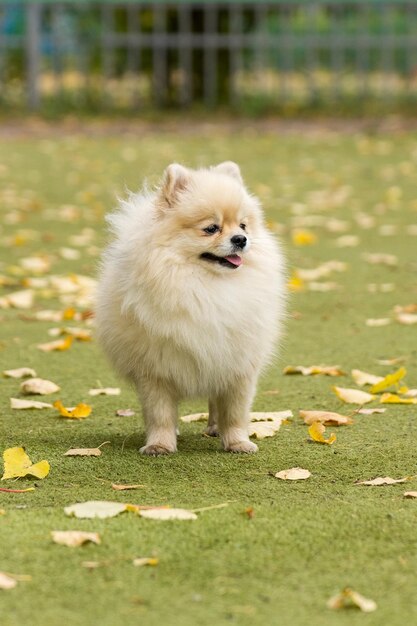 写真 野原で走っている犬