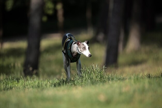 写真 野原で走っている犬