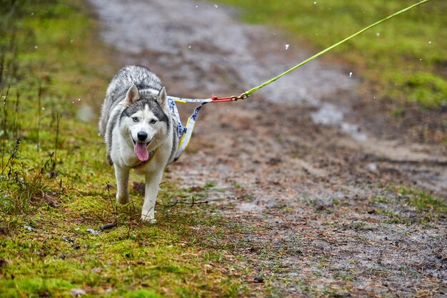 写真 野原で走っている犬