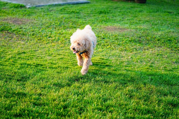 写真 野原で走っている犬