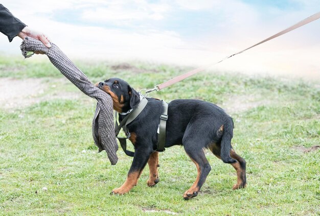 写真 野原で走っている犬