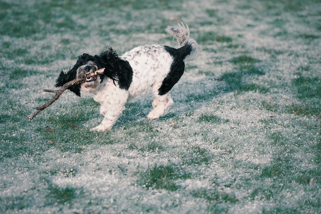 写真 野原で走っている犬