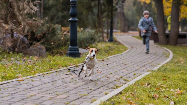 写真 歩道で走っている犬