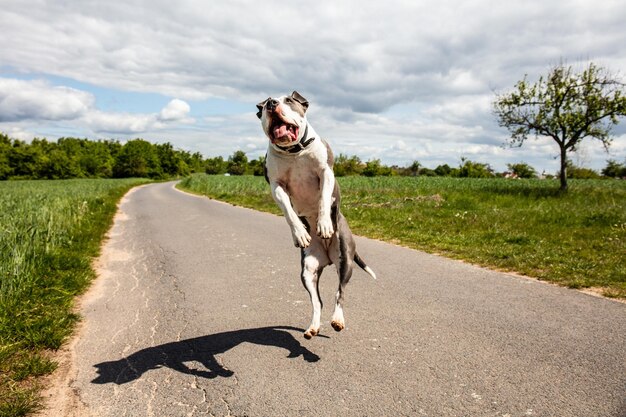 写真 道を走る犬