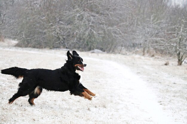 写真 雪に覆われた畑で走っている犬