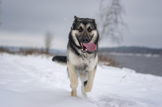 写真 雪に覆われた土地で走っている犬