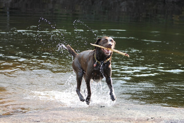 写真 湖で水の上を走る犬