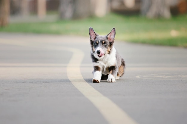 A dog running on a path with a yellow line that says blue corgi on it.
