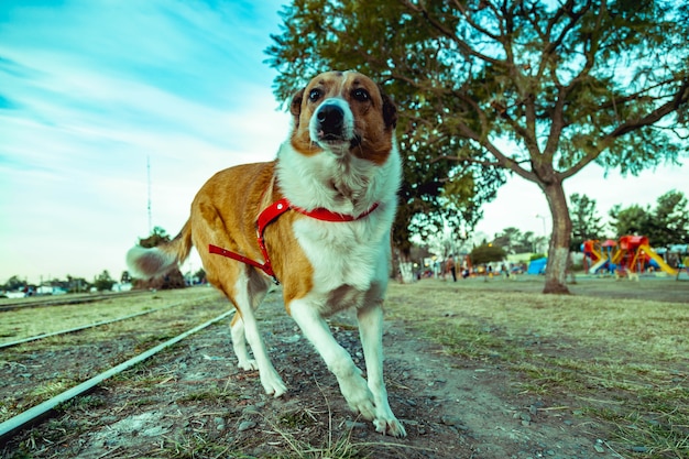 Dog running in railroad