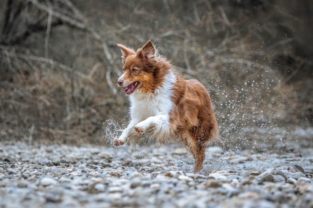 Photo dog running in river