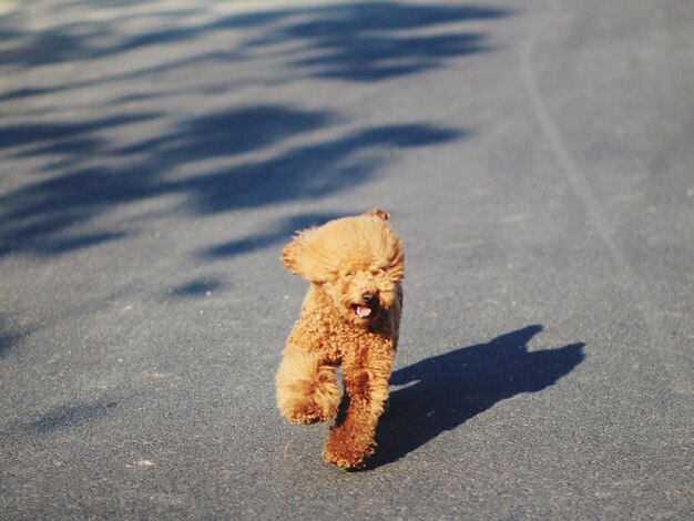 Photo dog running road