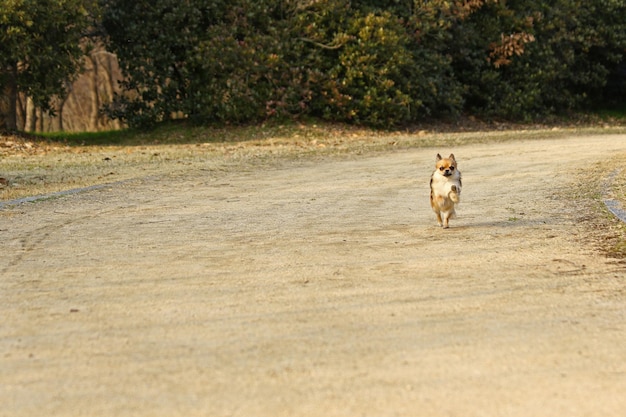 Собака бежит по дороге.