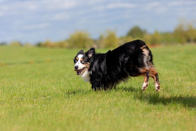 Foto cane che corre e corre nel parco pastore australiano pastore americano in miniatura cane pastore americano coda naturale