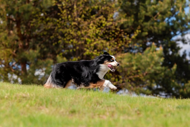 Foto cane che corre e corre nel parco pastore australiano pastore americano in miniatura cane pastore americano coda naturale