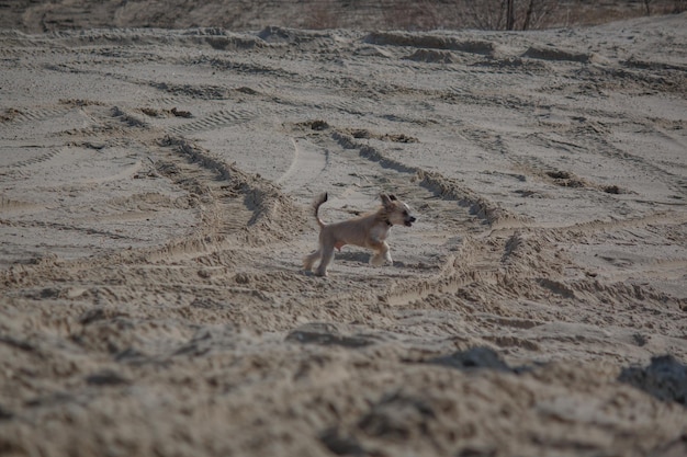 A dog running in the sand