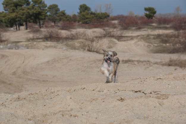 A dog running in the sand