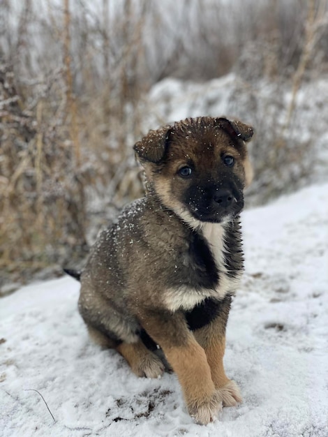 Foto cane che corre su un campo coperto di neve