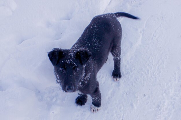 Dog running on snow covered field