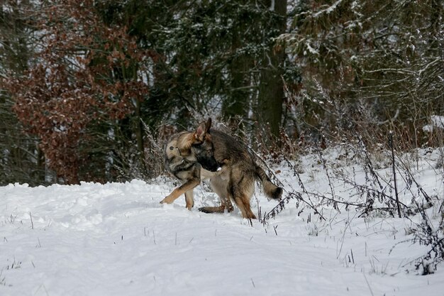 Photo dog running in snow covered land