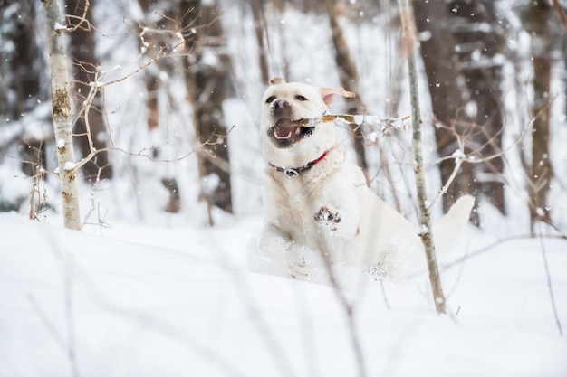 Foto cane che corre su un terreno coperto di neve