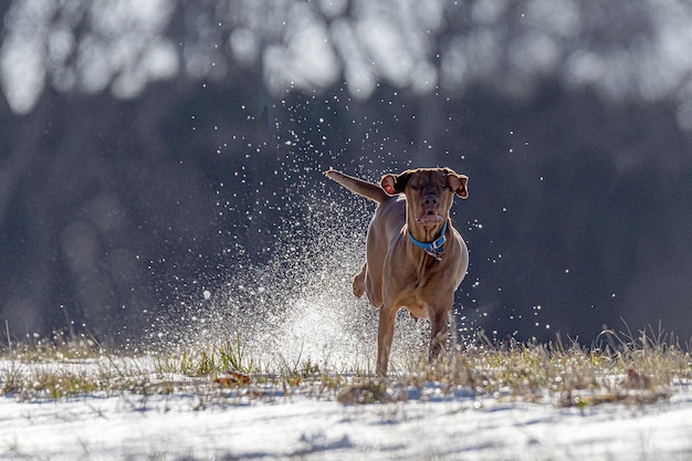dog running on snow covered land