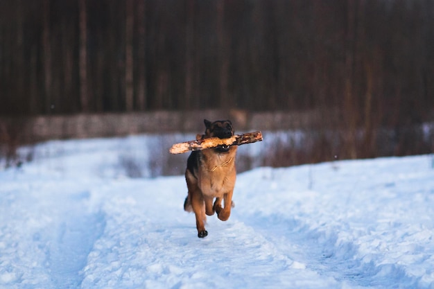dog running on snow covered land