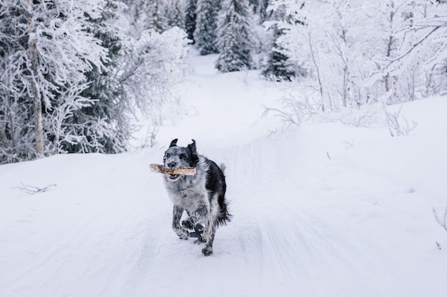 冬に雪の畑で走っている犬