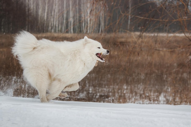 A dog running in the snow with his mouth open