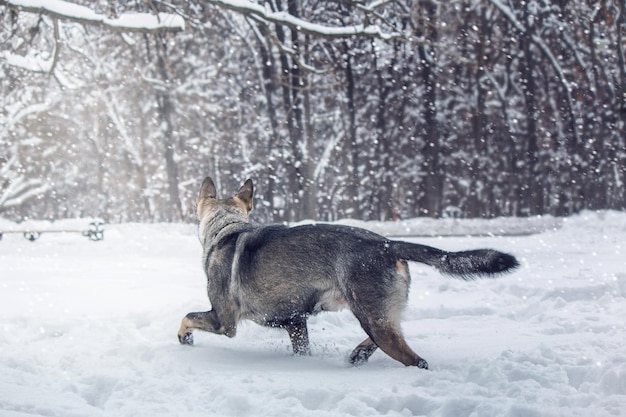 A dog running in the snow with a man in the background