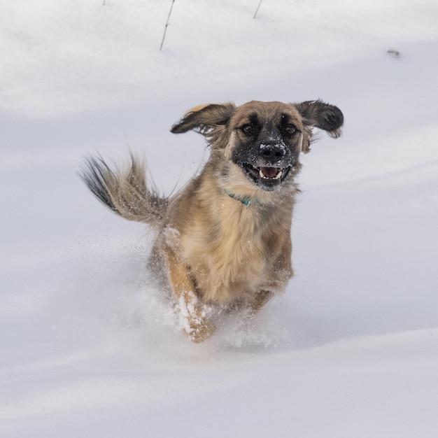 雪の上を走る犬