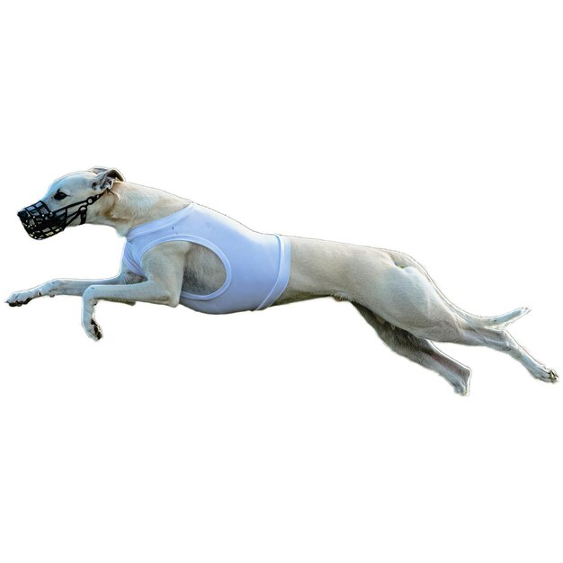 경쟁에서 최고 속도로 흰색 배경에 고립 된 카메라에 똑바로 달리는 개