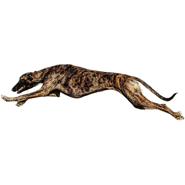 Dog running straight on camera isolated on white background at full speed on competition