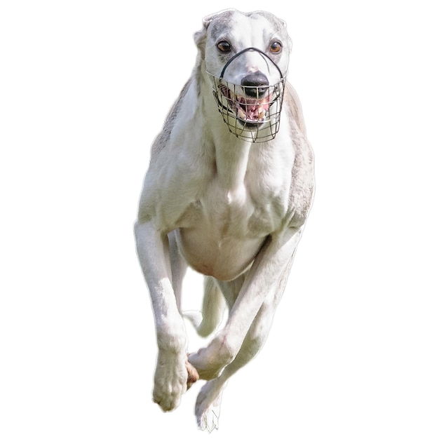 競争で全速力で白い背景に分離されたカメラにまっすぐ走っている犬