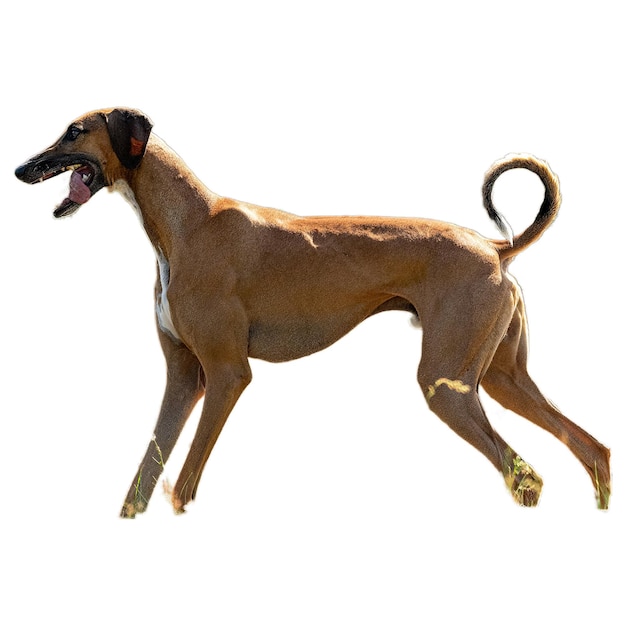 Dog running straight on camera isolated on white background at full speed on competition