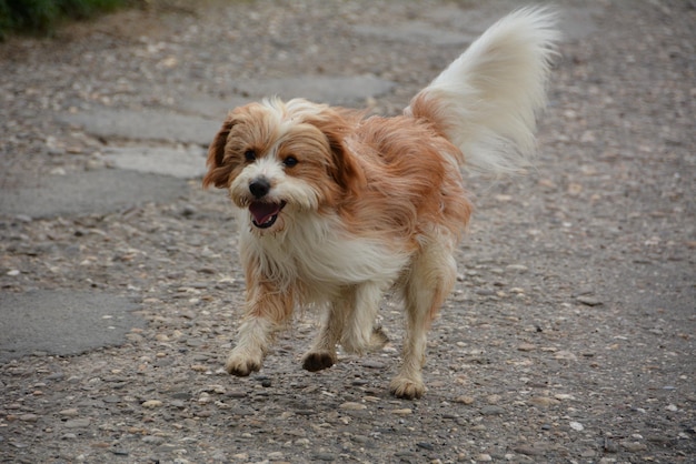 通りに走る犬
