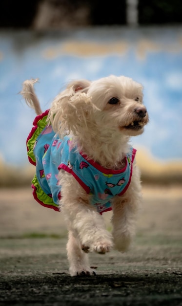 dog running on the street