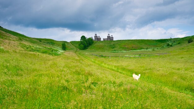 dog running on summer field.