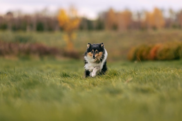 Собака бежит по полю с осенними листьями на земле