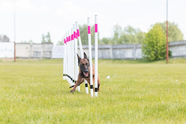 Dog running through the weaves in the agility course horizontal