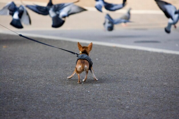 写真 犬が通りで鳥の群れに向かって走っている