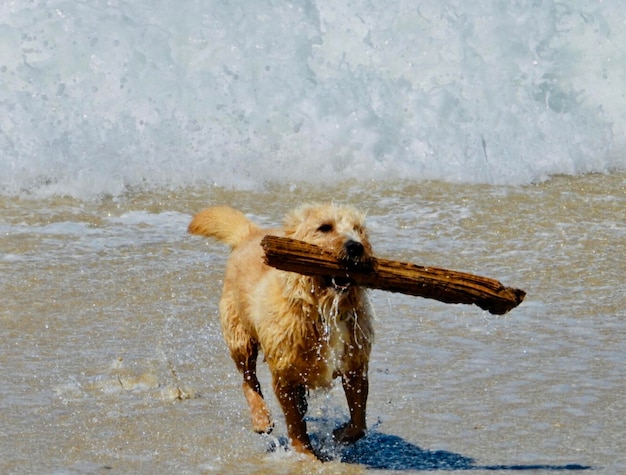 Foto cane che corre nell'acqua