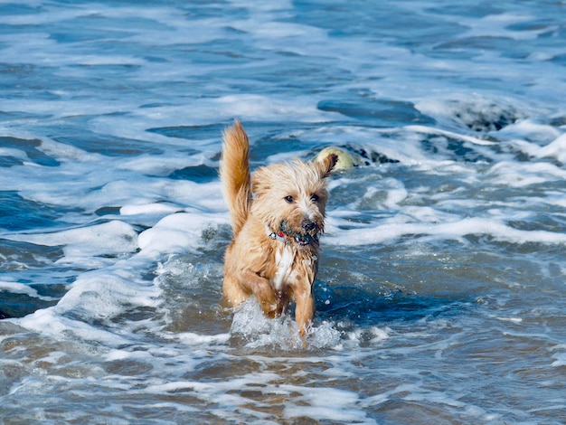 水の中を走る犬