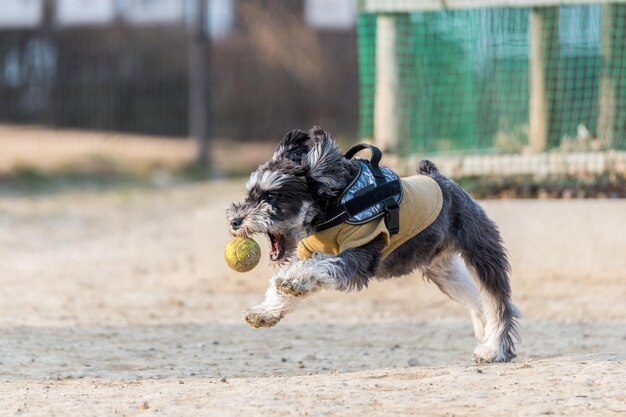 写真 背景にボールを掲げて走っている犬