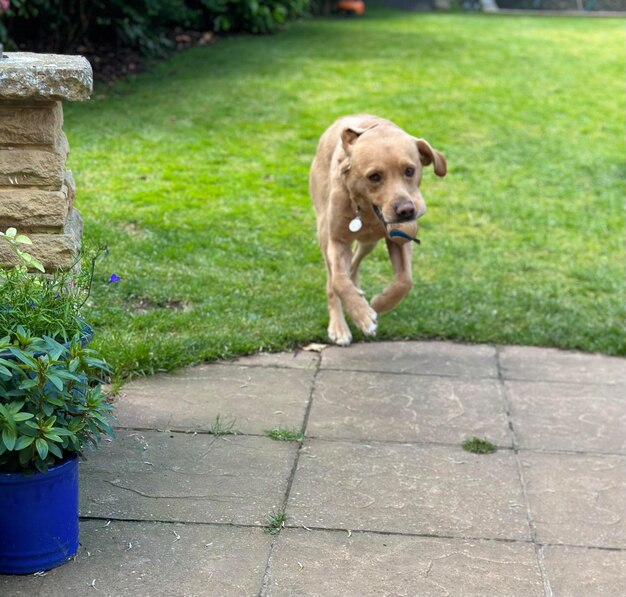 Dog running with ball